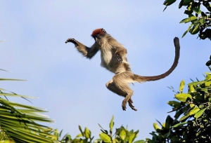 monkey_jump_1